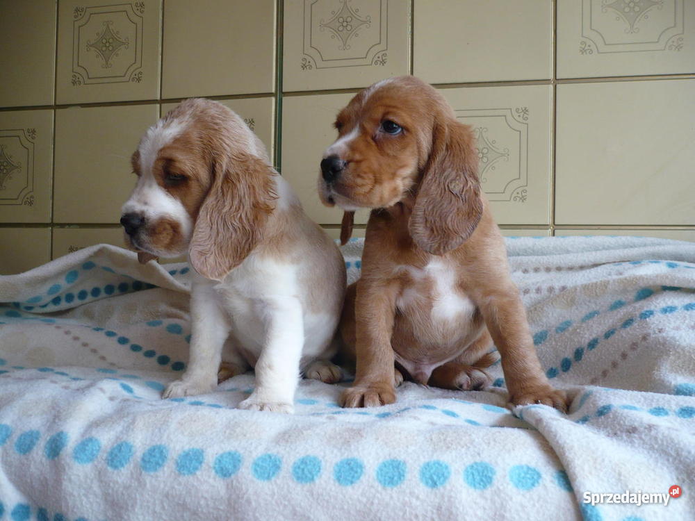 COCKER SPANIEL Wrocław