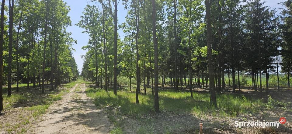 Działka bud 1202M2 WZ STUDNIE