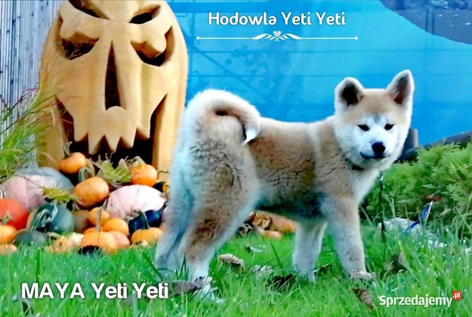 Szczeniak Akita japońska z rodowodem ZKwP FCI Akita Lublin sprzedam