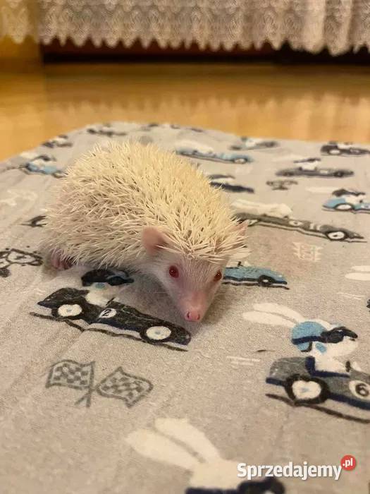 Jeż pigmejski albinos samiec śnieżnobiały maluch mazowieckie