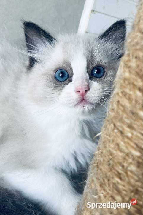Kocurek ragdoll Kalisz sprzedam