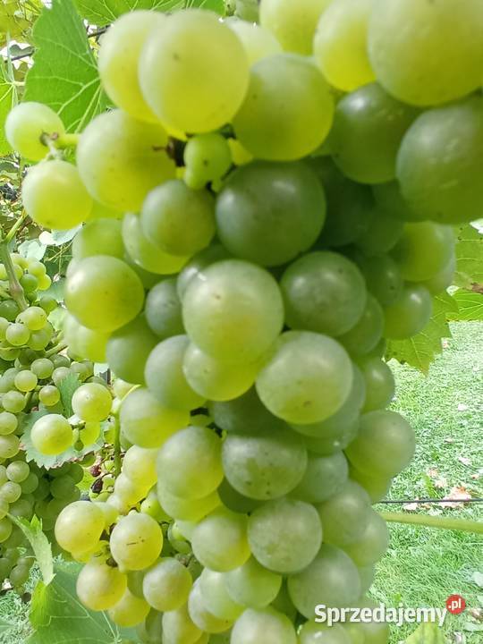 Sadzonki Winogron Odmiany w 14 sprzedam
