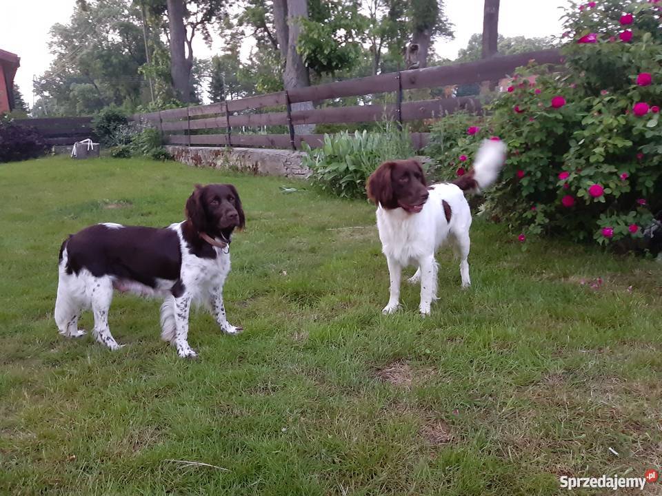 Mały Mnsterlnder Zwierzęta Barlinek