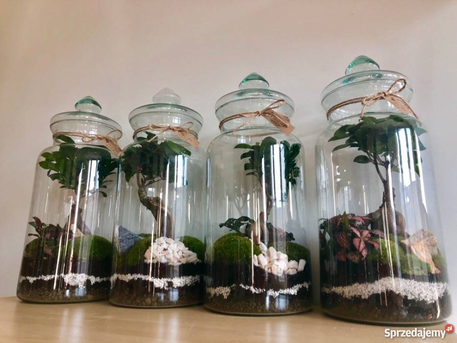 Las w słoiku ideały na prezent Ekosystem Wrocław dolnośląskie sprzedam