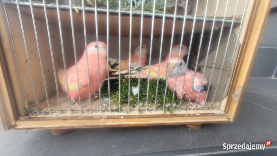 Papugi lilianki Wieliczka