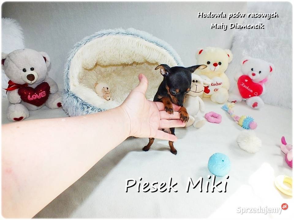 Pinczer miniaturowy Ratlerek tzwsarenka MINI Pozostałe