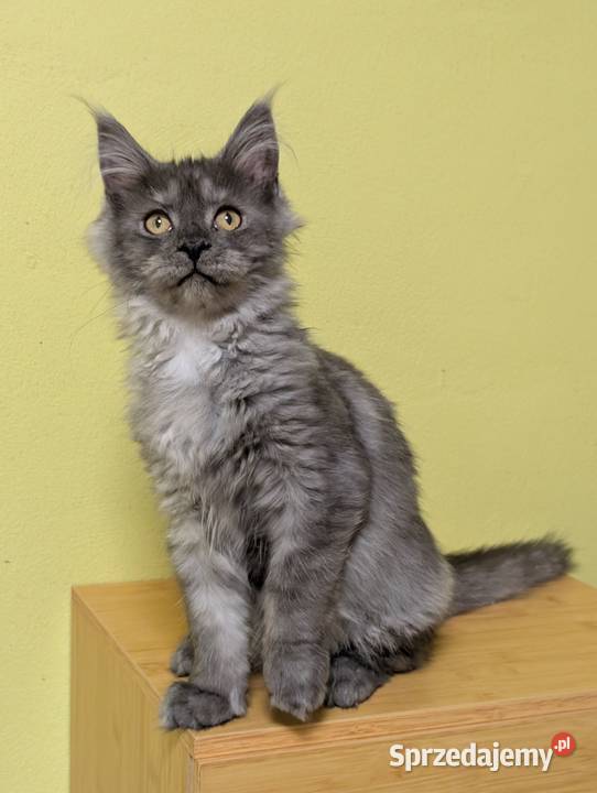 Euforia czarna dymna kotka Maine Coon Tica śląskie