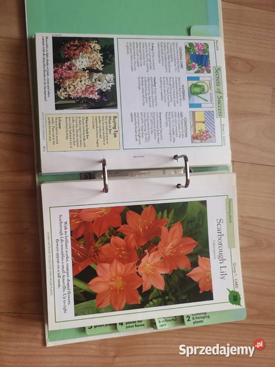 Kwiaty w domu Wałbrzych