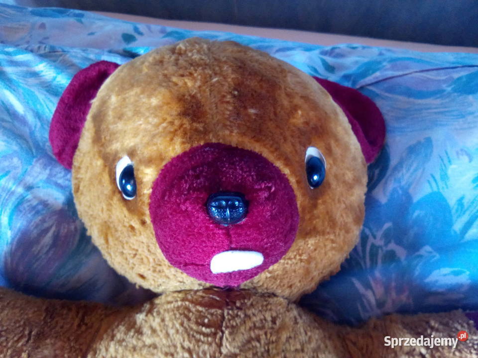 Miś leżący długość ok 60 Mielno sprzedam