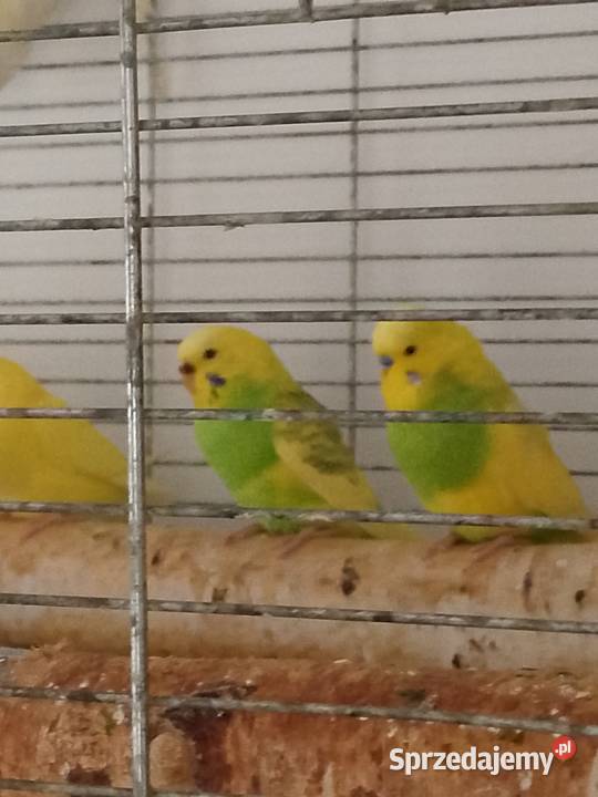 Papugi faliste młode Zwierzęta Tomaszów Mazowiecki