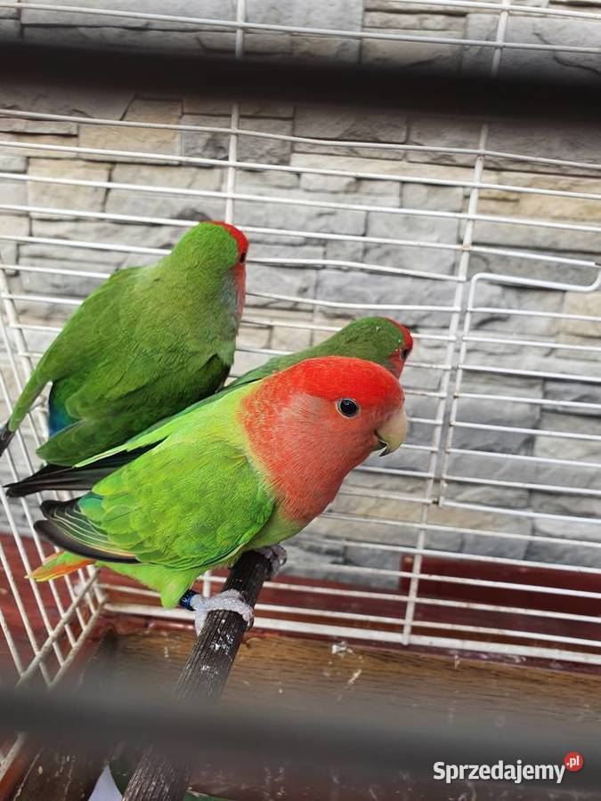 Sprzedam papugi nierozłączki czerwonoczelne Żabno