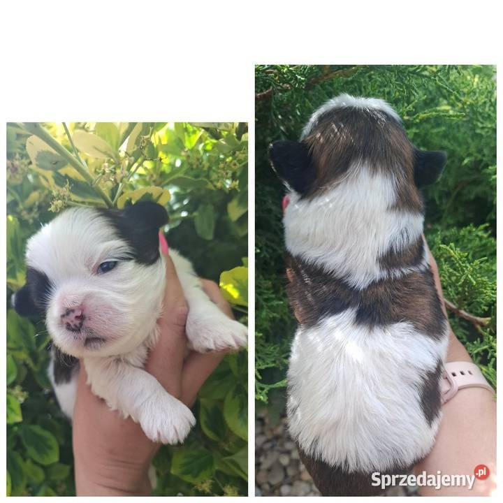 Shih tzu pieski piesek