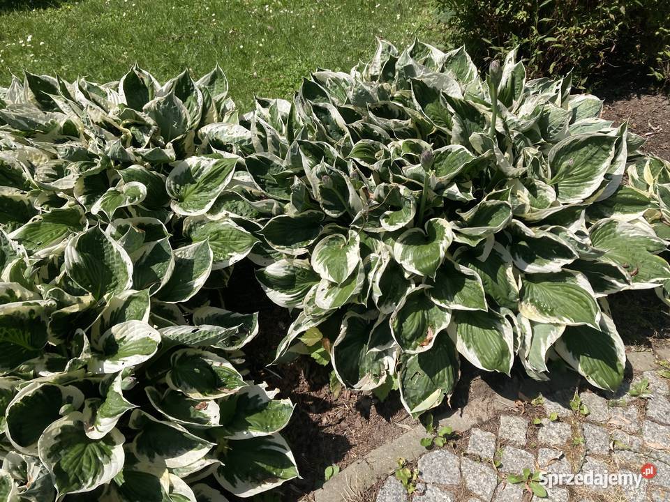 Hosta funkia zielono biała