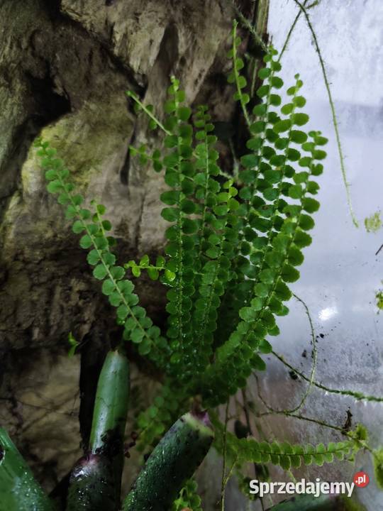 Rośliny do terrarium MarcgraviaSolanum Krapkowice