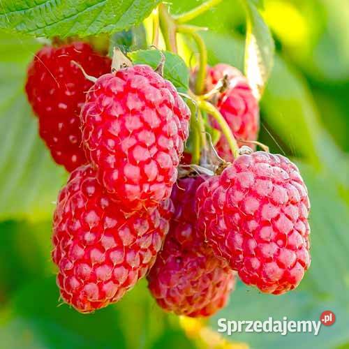 Sadzonki malin poziomek Lębork sprzedam