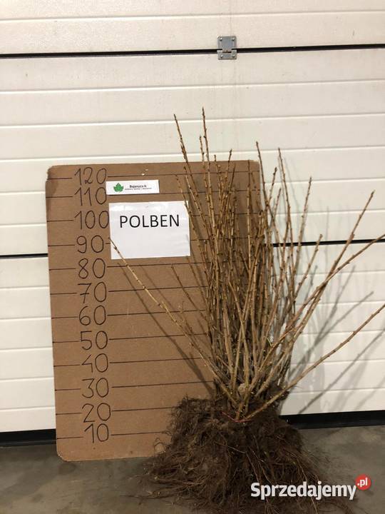 Sadzonki porzeczki czarnej POLBEN licencja lubelskie Stary Pożóg sprzedam