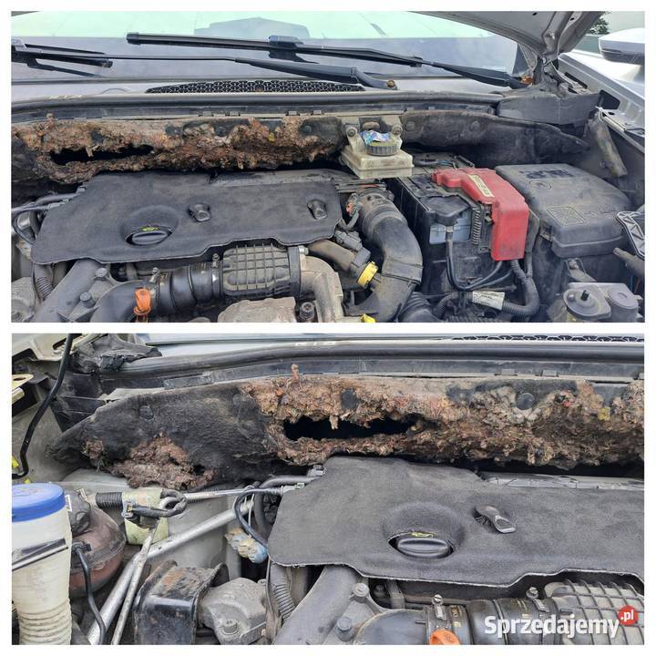 Peugeot Partner Tepee Active kombi 16 HDI szuka Tepee Wrocław sprzedam