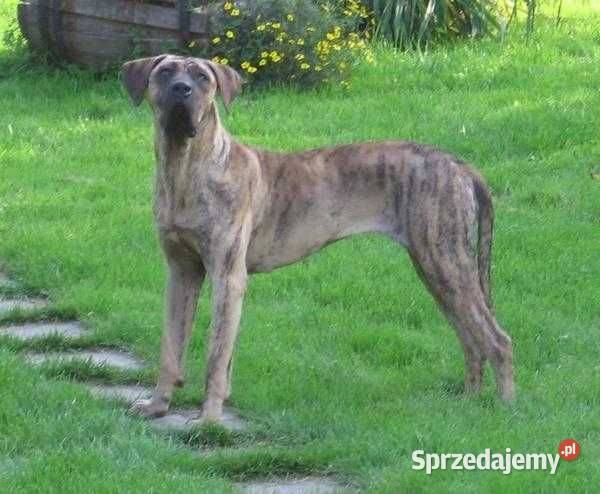 Szkolenie PSÓW hodowla i Hotel psów Kraśnik