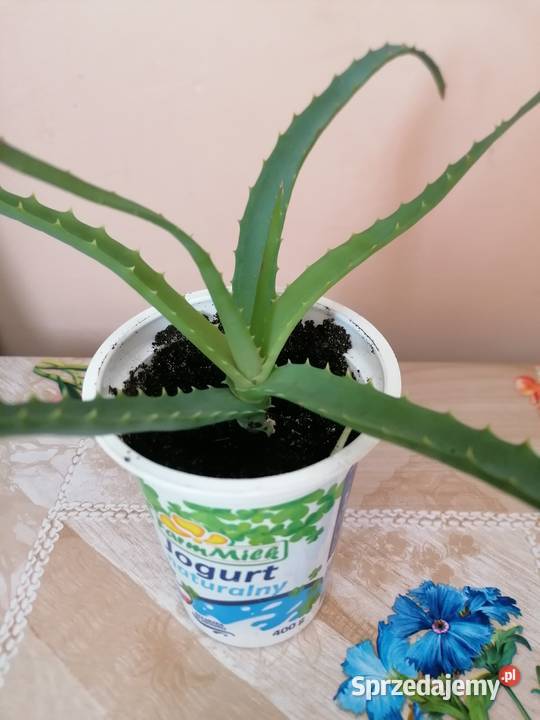 Aloes leczniczy wysokość 20Kwiat doniczkowy Łódź