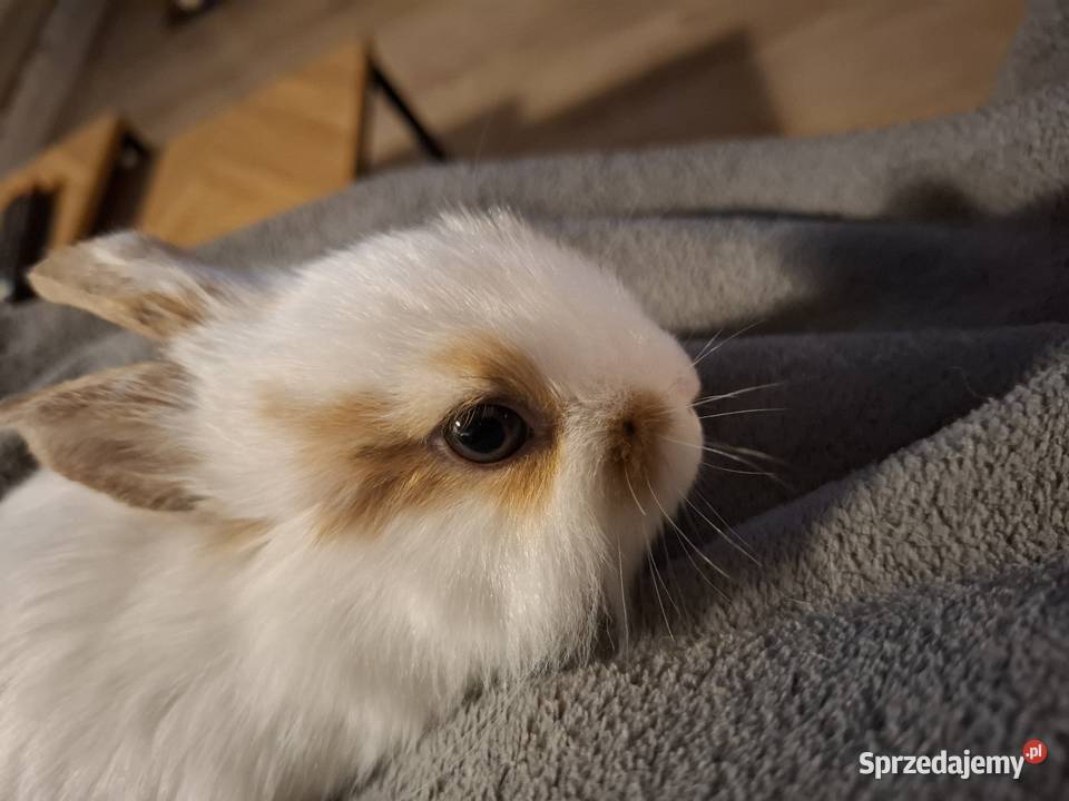 Kroliczek 2 mce Gryzonie sprzedam