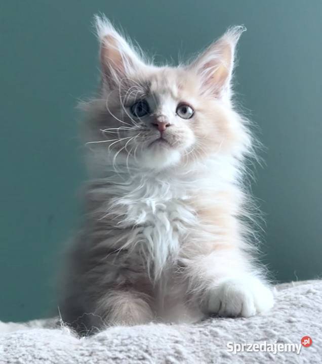 Maine Coon kocięta imporcie Linia Shaded Wińsko sprzedam