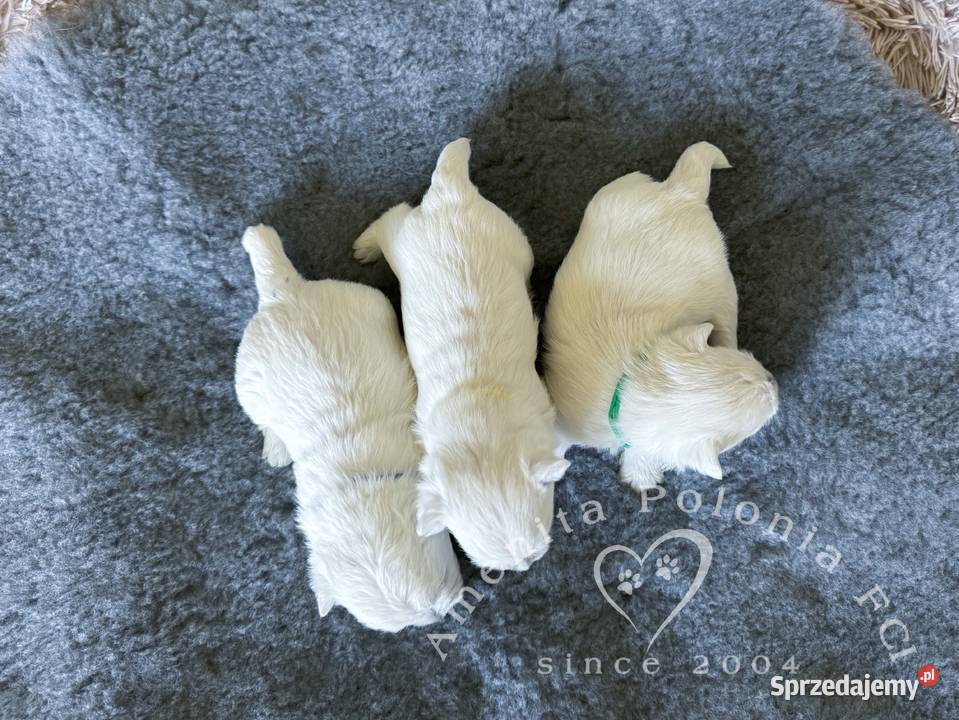 Szczenięta west highland white terrier FCI śląskie Poręba