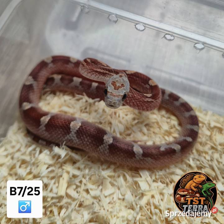 Młode węże zbożowe Starachowice