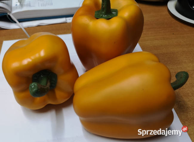 Warzywa dekoracyjne papryka łódzkie Łódź