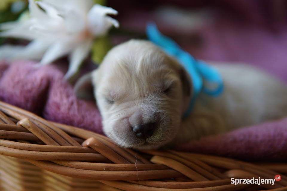 Szczeniak Golden Retriever podkarpackie Rzeszów