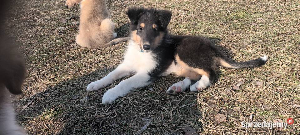 Szczenięta Owczarek szkocki lubelskie sprzedam