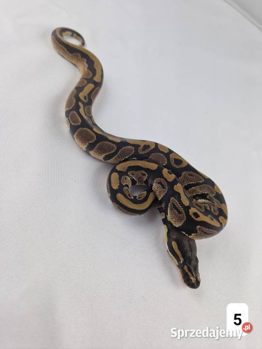 Pyton królewski python regius samiec dolnośląskie Wrocław