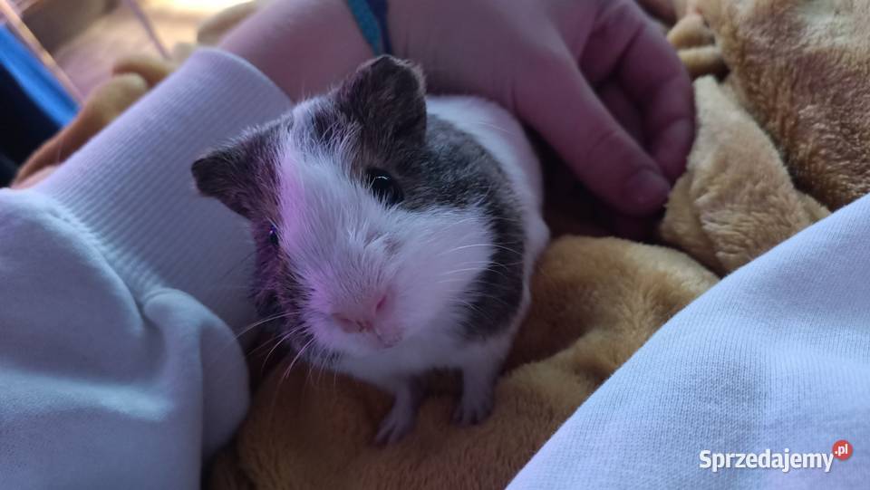 Świnka morska samiec 4 miesiące Warszawa