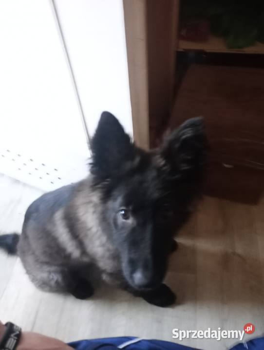 Sprzedajemy suczkę 4ms Kępno sprzedam