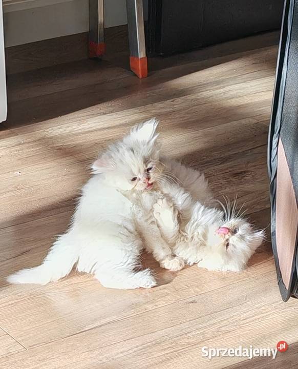 Pers Persy kot kotki sprzedam