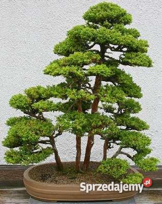DRZEWKO BONSAI nasiona 100 Opole