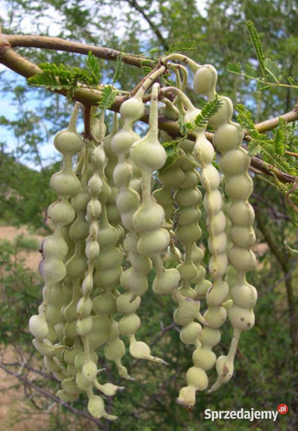 AKACJA NILOTICA Akacia Nilotica NASIONA 100g Lubanie sprzedam