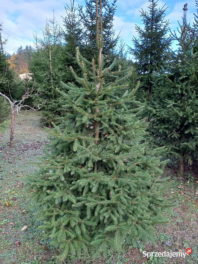 Choinki Świerk Jodła Sosna Golub-Dobrzyń