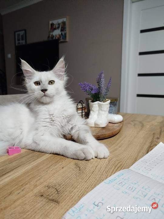 Kotka Maine Coon Kalipso Maine Coon