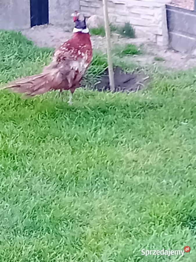 Jaja lęgowe bażanta polnego Siedlce