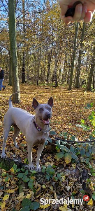 Thai Ridgeback Dog szczenięta Zwierzęta Tarnów
