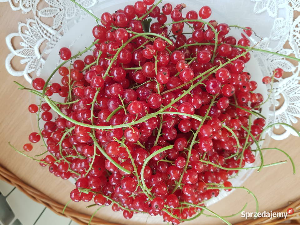 Sprzedam Czerwoną Porzeczkę Bukówka