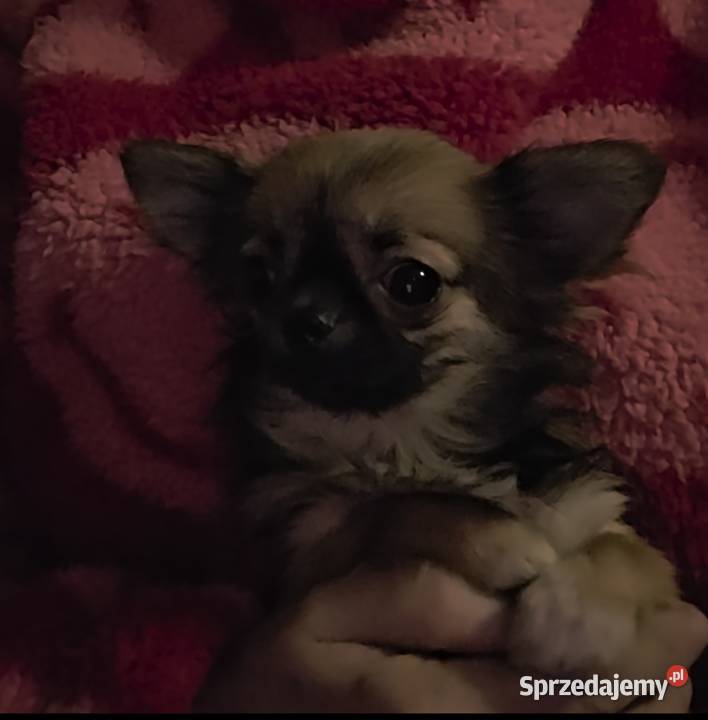 Chihuahua sunia długowłosa FCI Łódź sprzedam