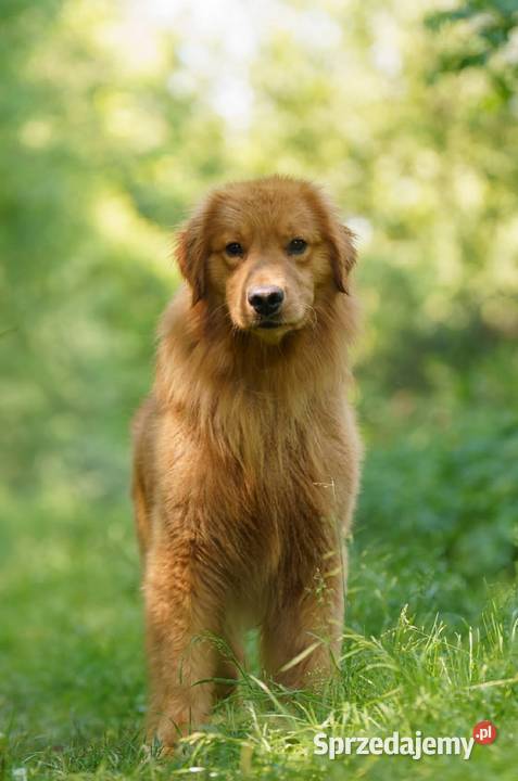 Suczka 100linia amerykańska Golden retriever Katowice
