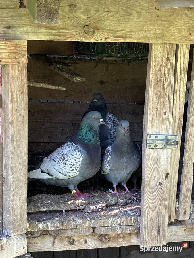 Sprzedam gołębie ozdobne Czółna