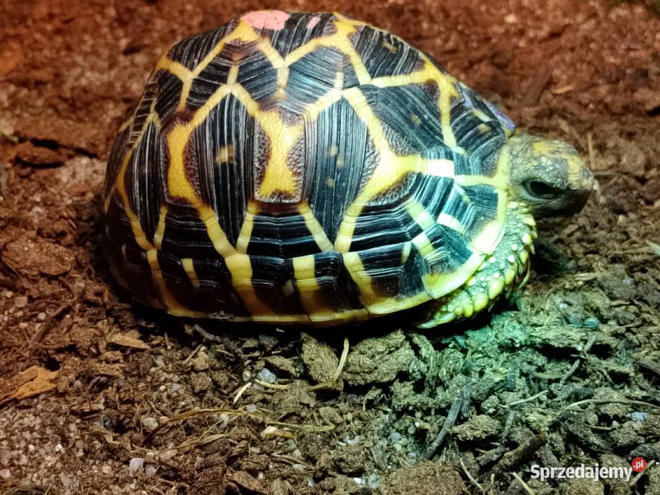 Żółw gwiaździsty lądowy Geochelone elegans Gady i płazy Bielsko-Biała