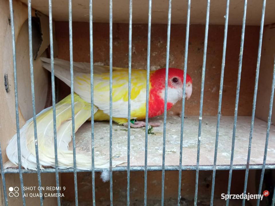 Rozella białolica samica