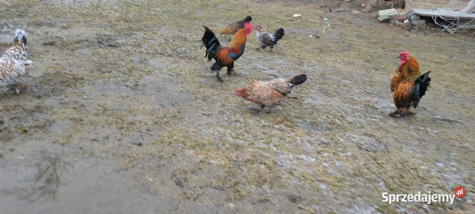 Jajka lęgowe kur karzełki liliputki