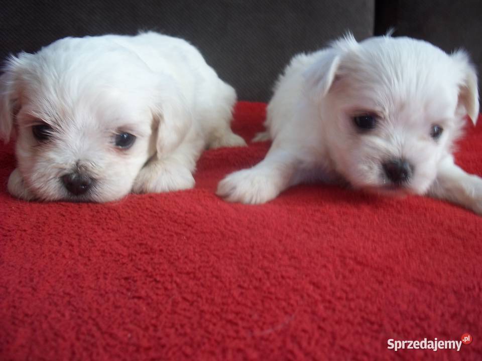 Maltańczyki z rodowodem Łomża