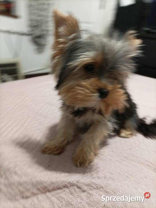 Mini sunia york terrier Zwierzęta Igołomia