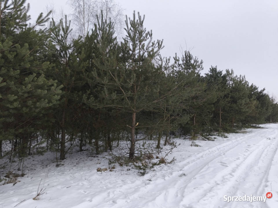 Działka budowlana Maków Skierniewice